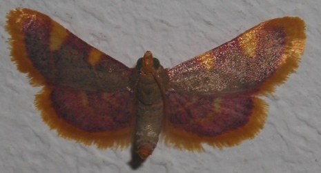Hypsopygia costalis (Pyralidae-Pyralinae)